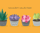 Succulent Collection