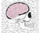 Vector Hand Drawn Skull