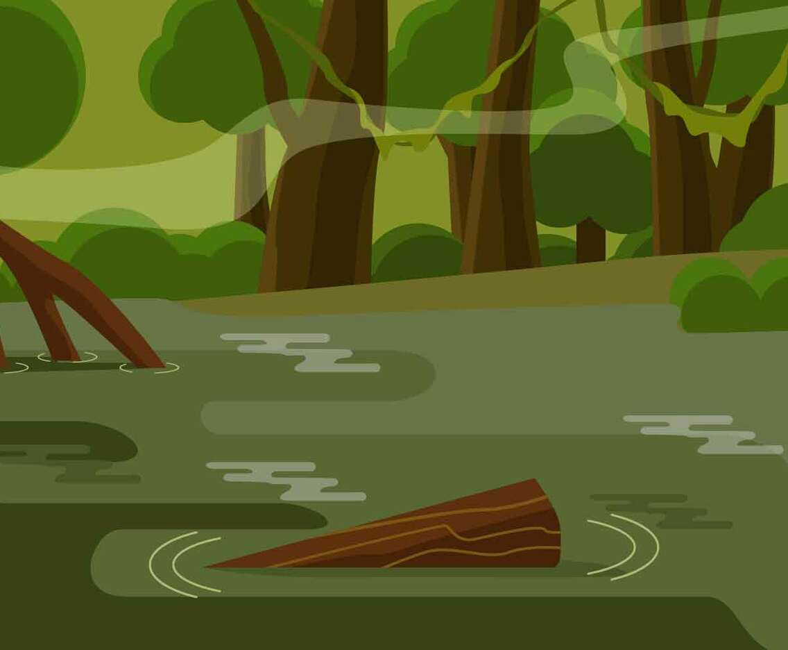 Bayou Illustration Vector