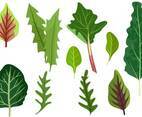 Leafy Greens Vectors