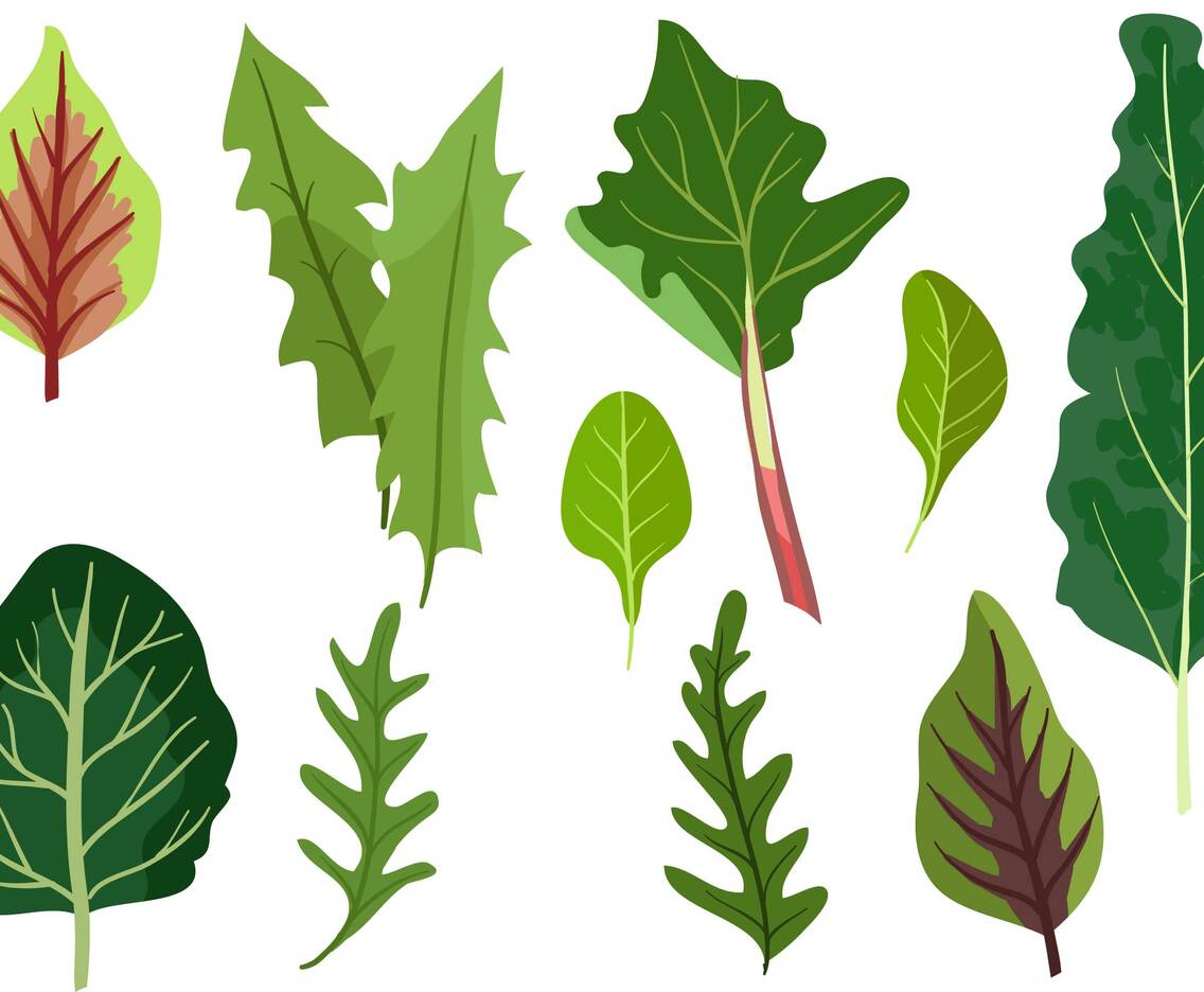 Leafy Greens Vectors