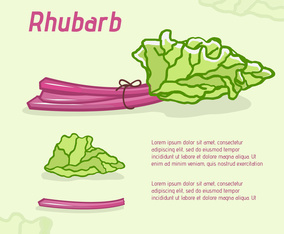 Fresh Rhubarb Hand Drawn Vector Illustration