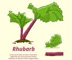 Fresh Rhubarb Hand Drawn Vector Illustration