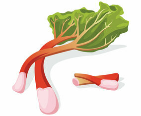 Fresh Rhubarb Vector Illustration