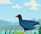 Marsh Hen