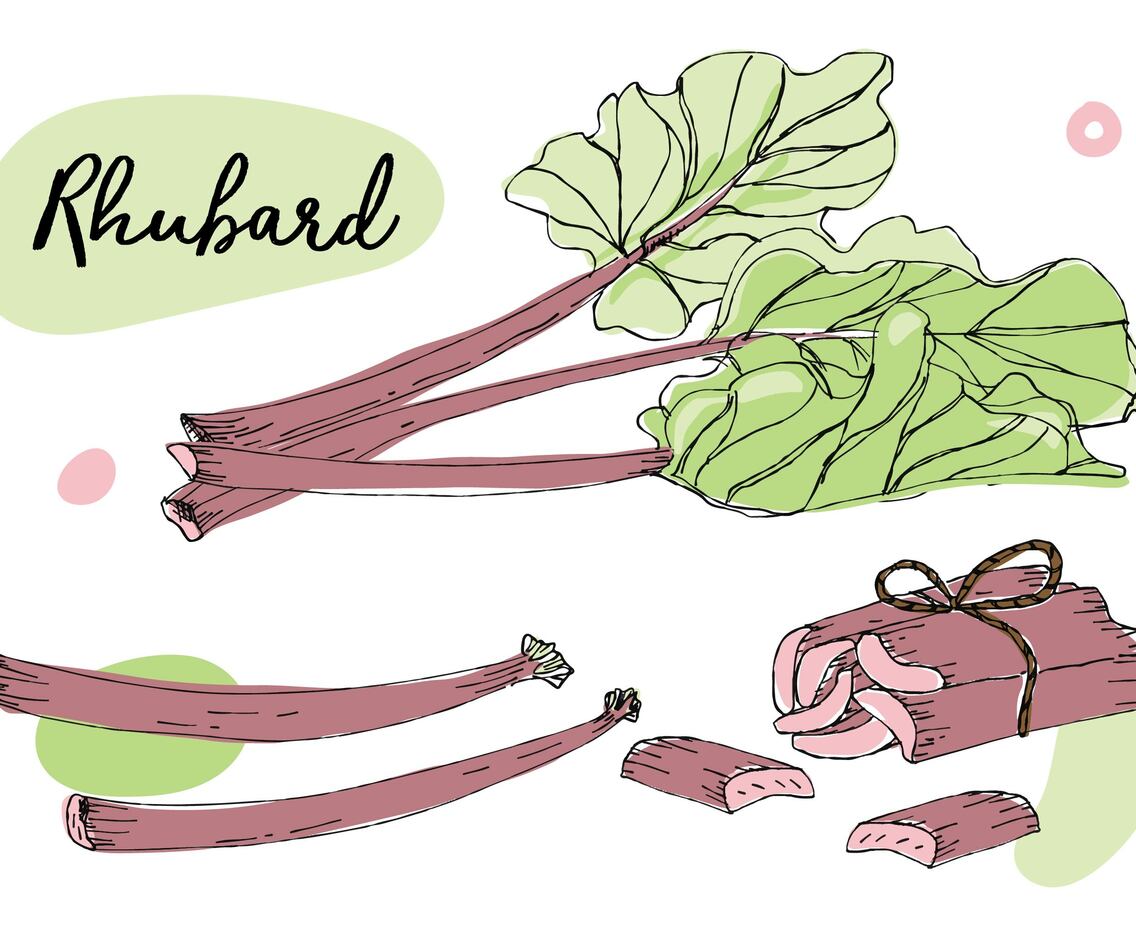 Rhubarb Set Illustration Vector