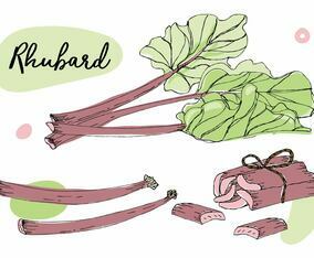 Rhubarb Set Illustration Vector