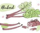 Rhubarb Set Illustration Vector
