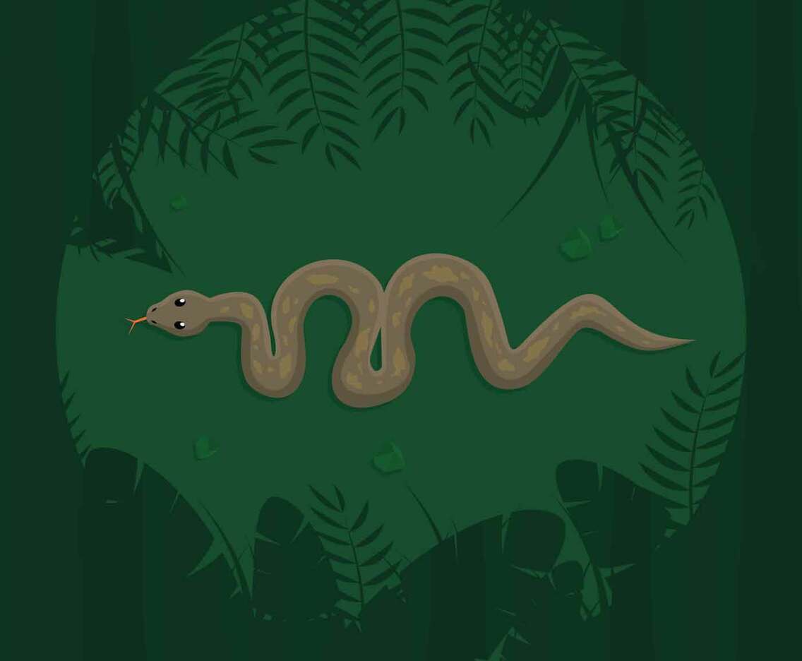 Free Anaconda From Top View Illustration