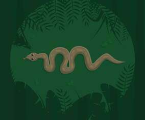 Free Anaconda From Top View Illustration
