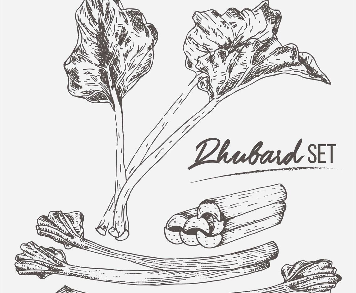 Rhubarb Set Illustration Vector
