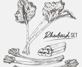 Rhubarb Set Illustration Vector