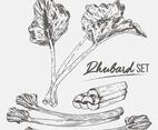 Rhubarb Set Illustration Vector