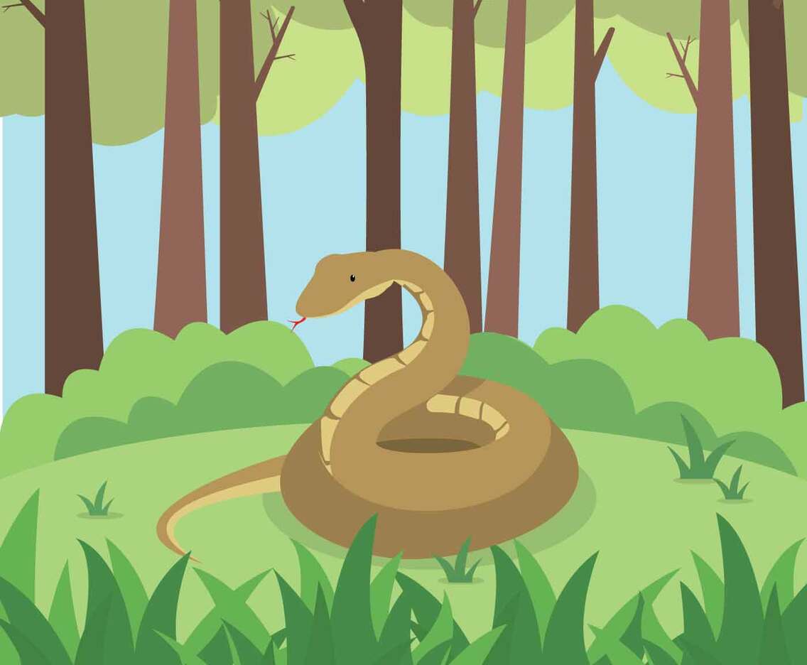 Free Anaconda Illustration