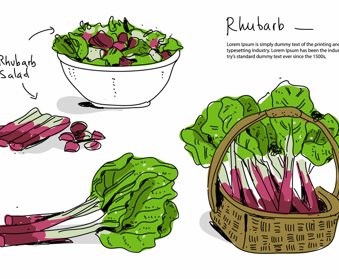 Fresh Rhubarb Hand Drawn Vector Illustration