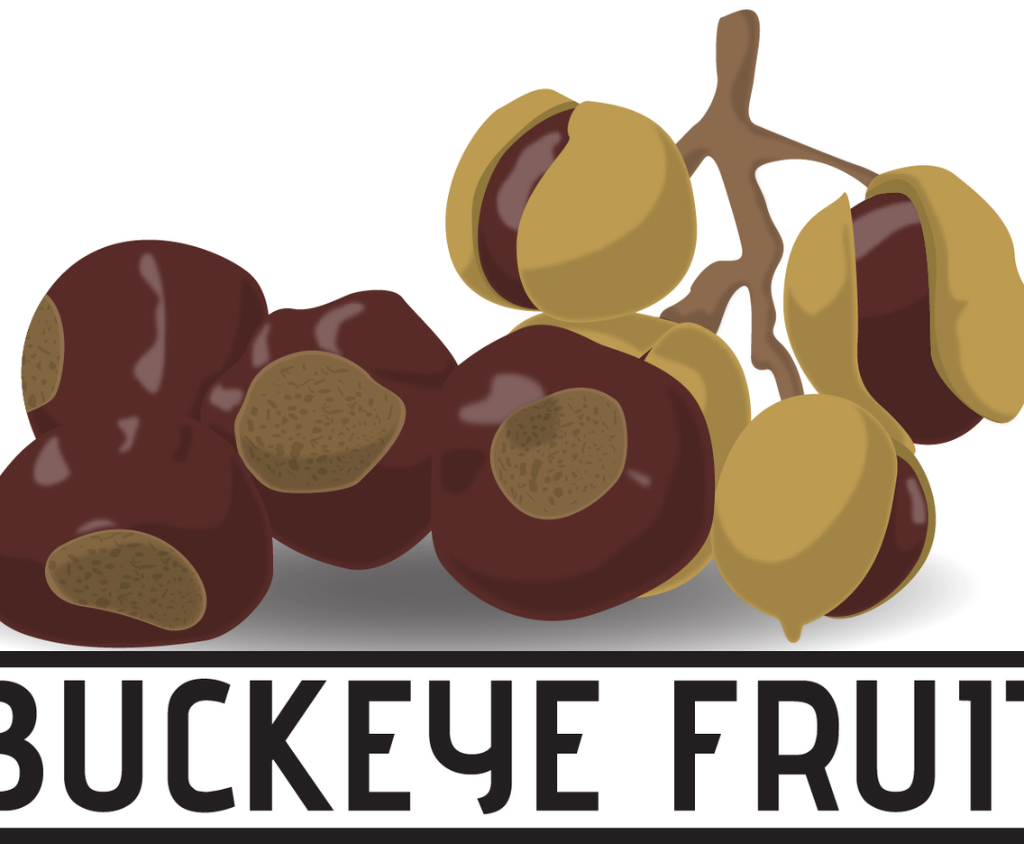 Cartoon Of Buckeye Fruit