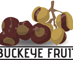 Cartoon Of Buckeye Fruit
