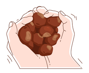 buckeyes in hand illustration