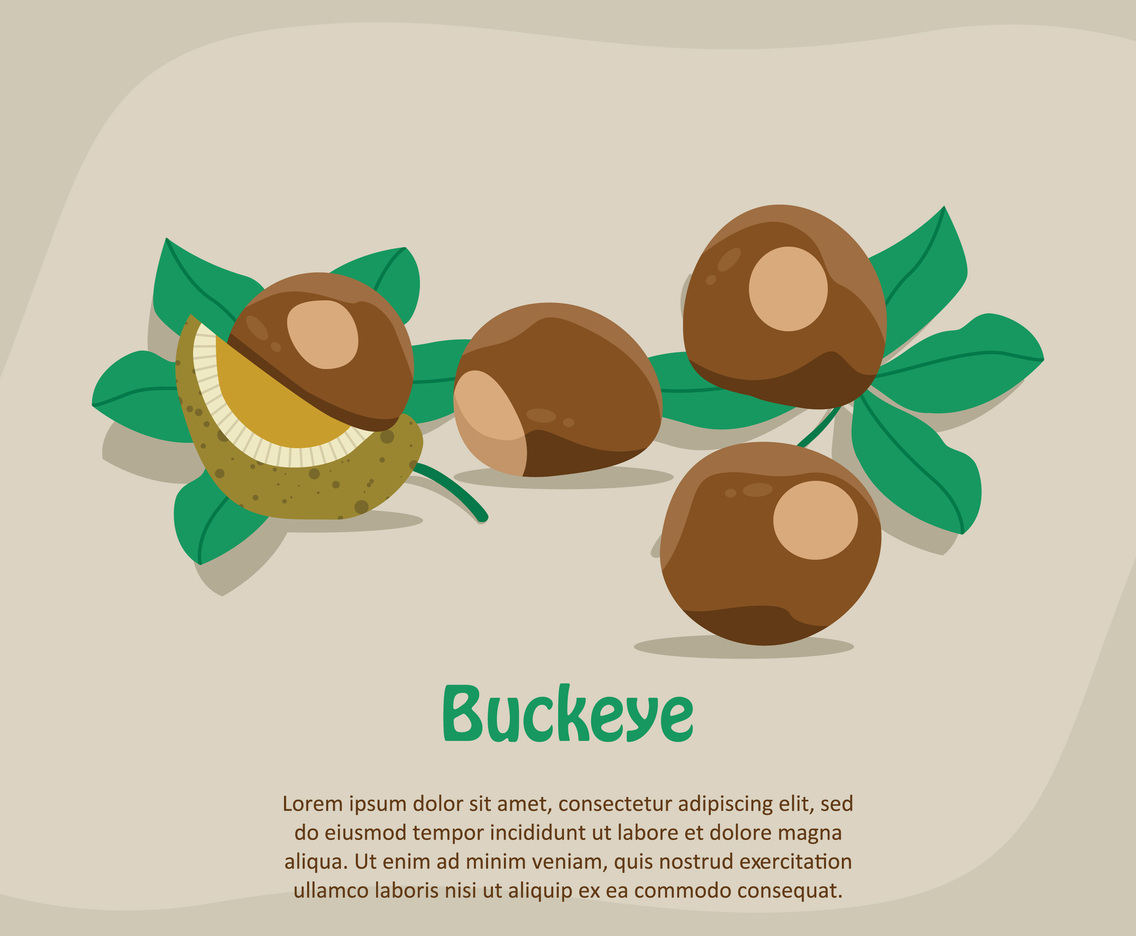 Buckeye Illustration