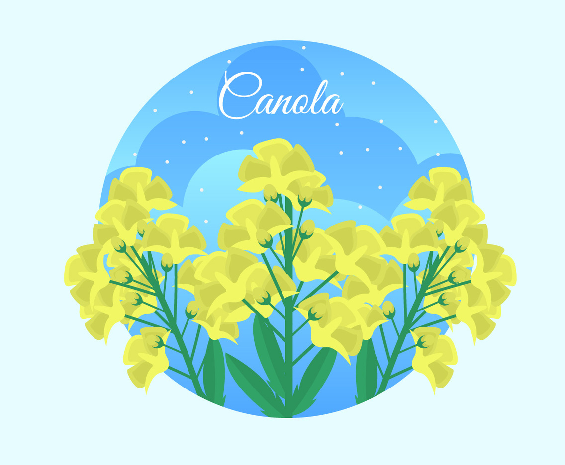 Free Canola Vector Illustration