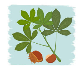 Buckeye Vector Illustration