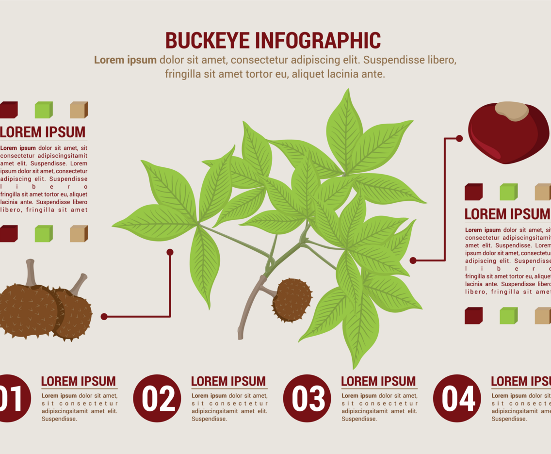 Buckeye Infographic
