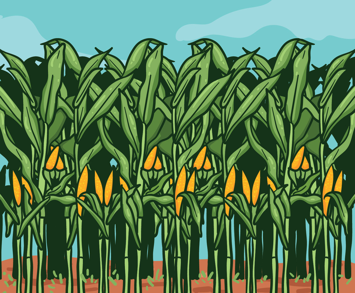 Corn Stalks on Farm illustration