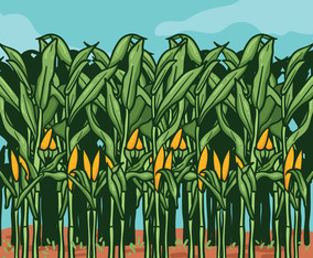 Corn Stalks on Farm illustration