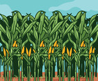 Corn Stalks on Farm illustration