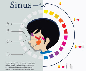 Flat Face And Sinus Illustration