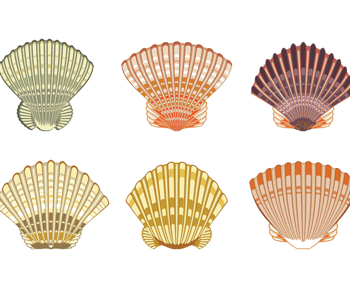 Set of Scallops shell Illustration Isolated on White Background