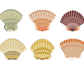 Set of Scallops shell Illustration Isolated on White Background