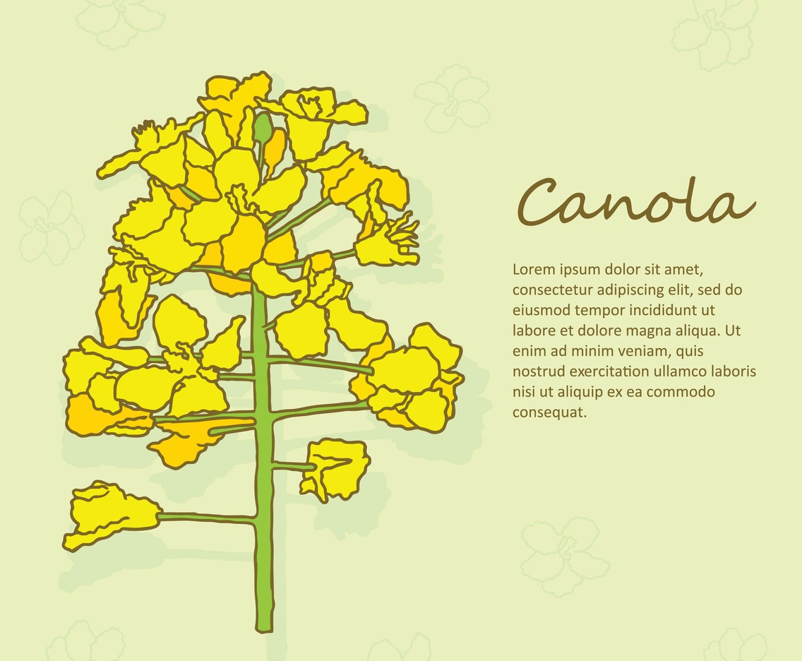 Canola Flowers Vector