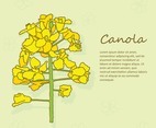 Canola Flowers Vector