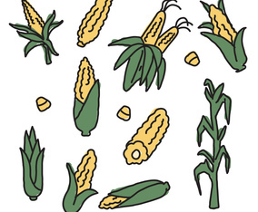 Corn Drawings