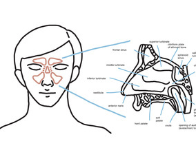 Nasal Anatomy