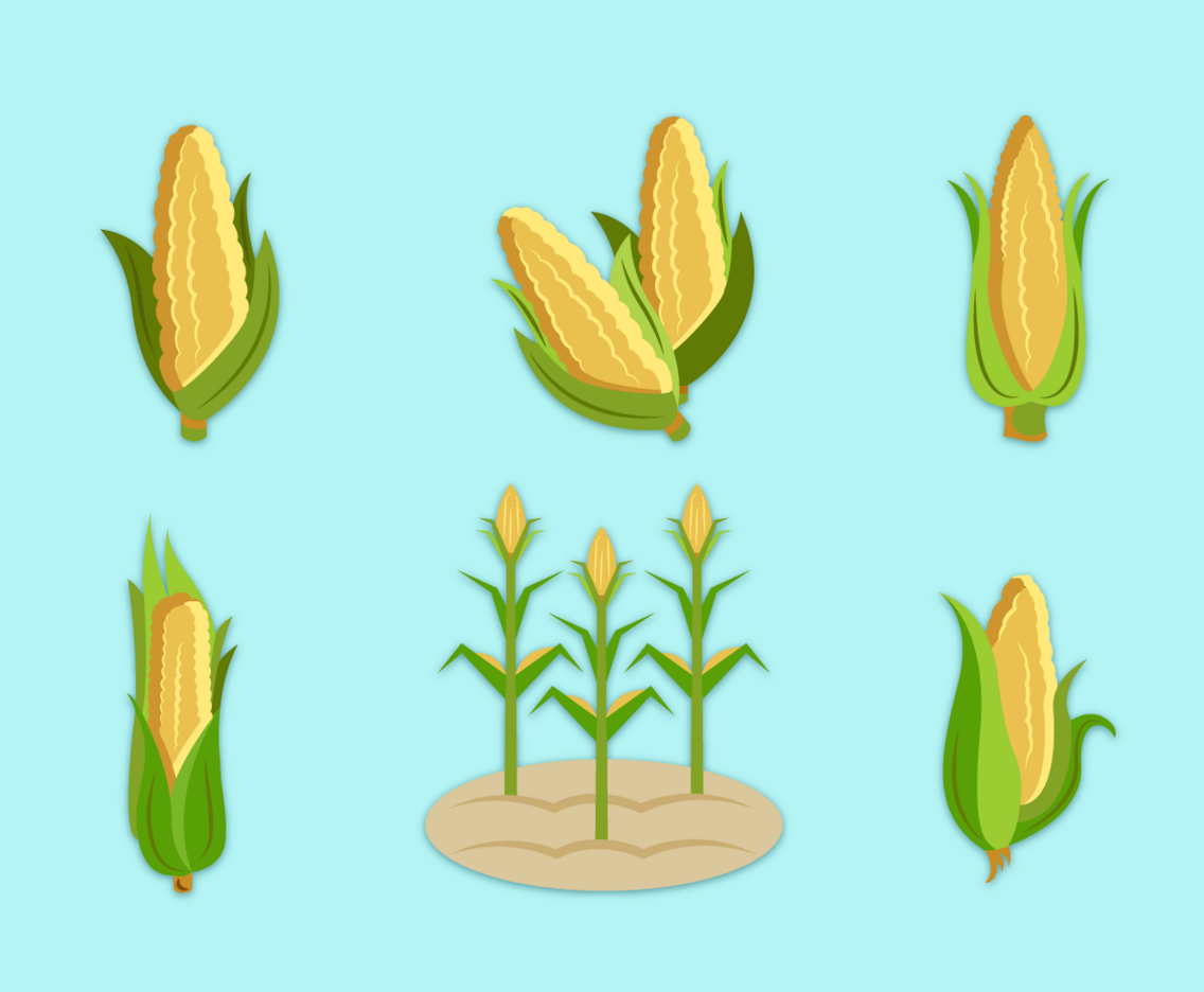 Corn Stalks Free Vector Pack