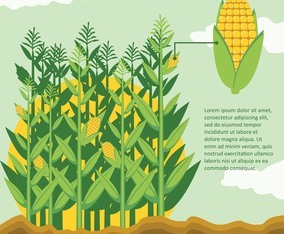 Corn Stalks In Corn Field