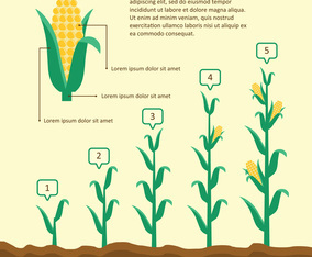 Grow Up Corn Illustration