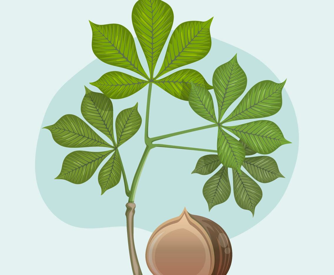 Buckeye With Leaf Vector Illustration