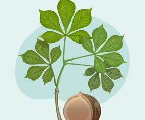 Buckeye With Leaf Vector Illustration