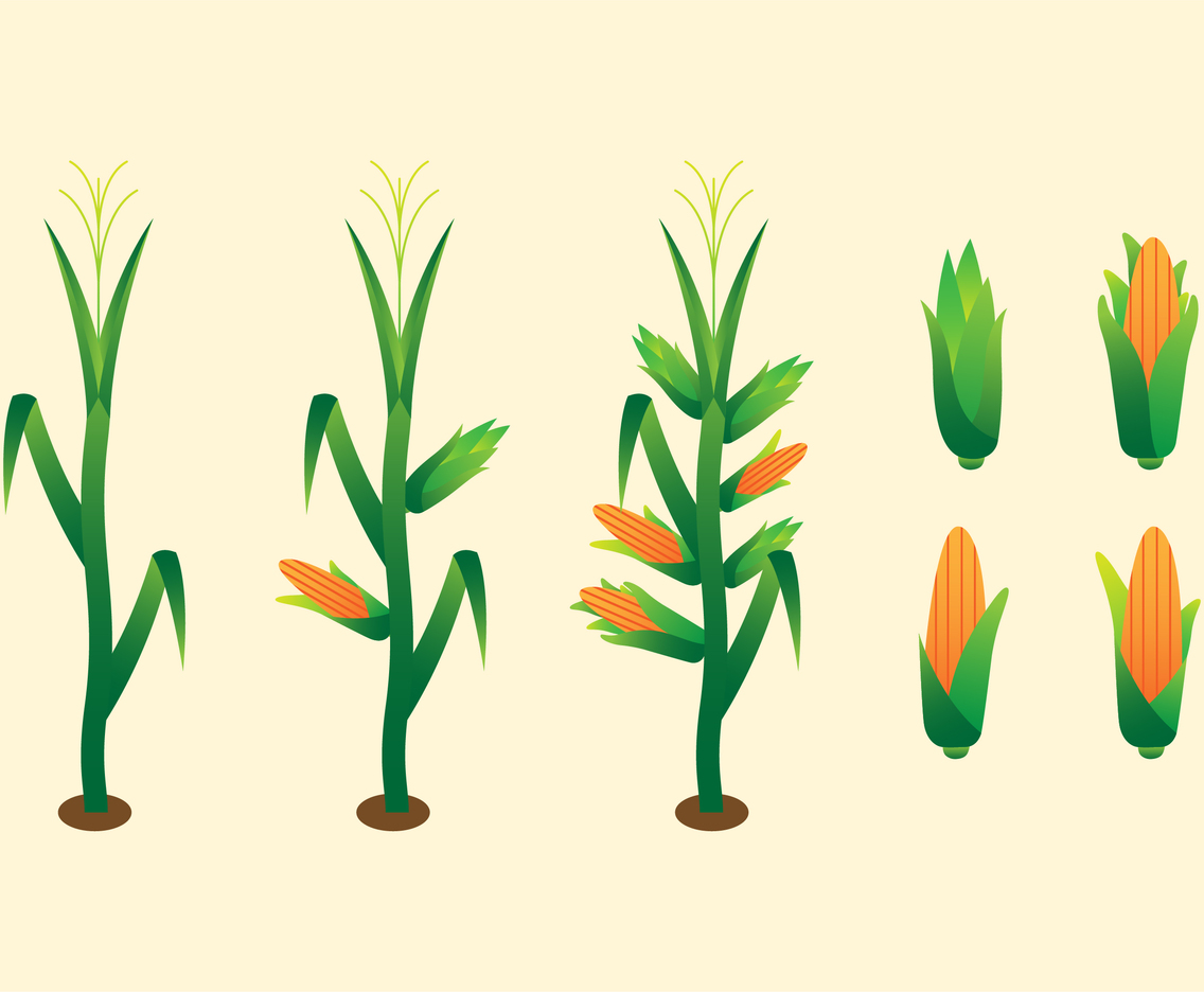 Simple Corn Stalk Vectors