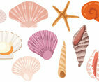 Free Seashells Vectors