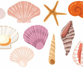 Free Seashells Vectors