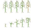 Free Corn Plants Vector