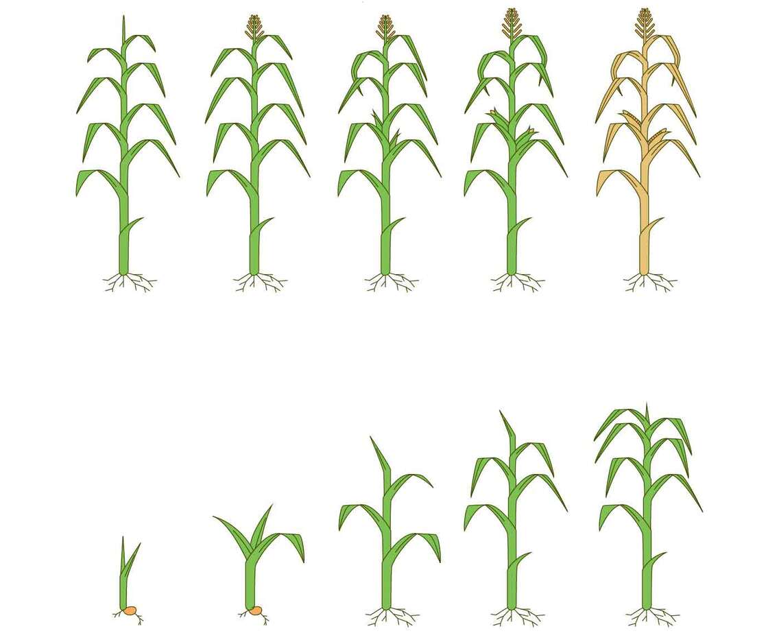 Free Corn Plants Vector