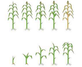 Free Corn Plants Vector