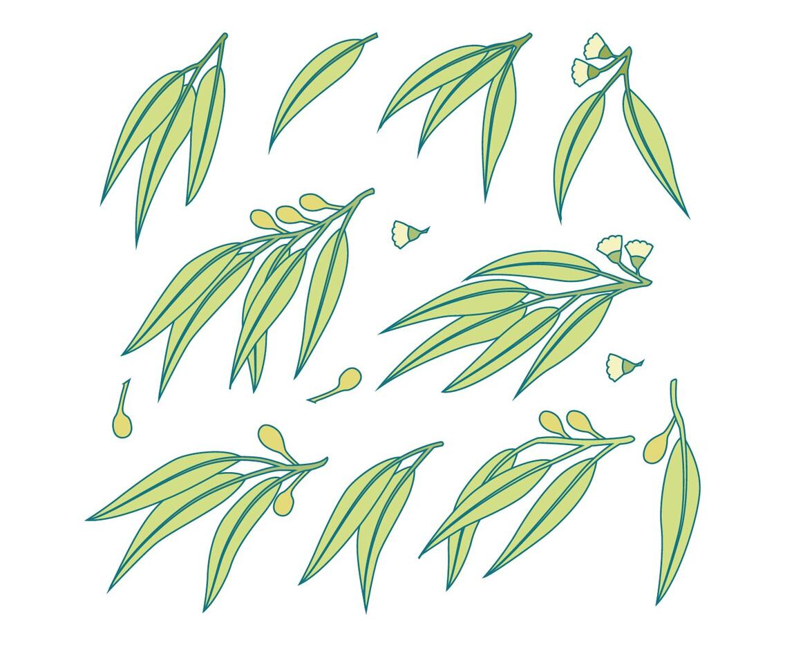 Free Eucalyptus Vector