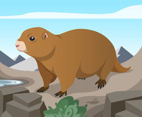 Gopher Mammals In Mountain Vector Illustration