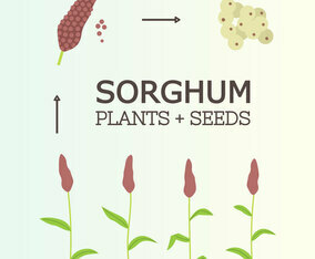 Free Sorghum Plant Vector